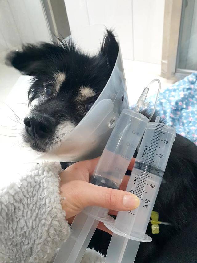 18세가 된 쿠쿠는 신장 수치 안정화 차원에서 매일 수액 처치를 받고 있다. 동물자유연대 제공