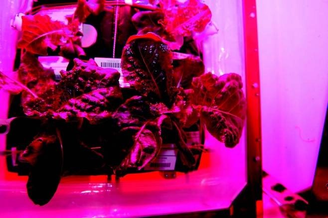 국제우주정거장에 설치된 식물 재배 장치 ‘베지(VEGGIE)’