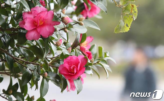 제주 동백꽃(자료사진)/뉴스1