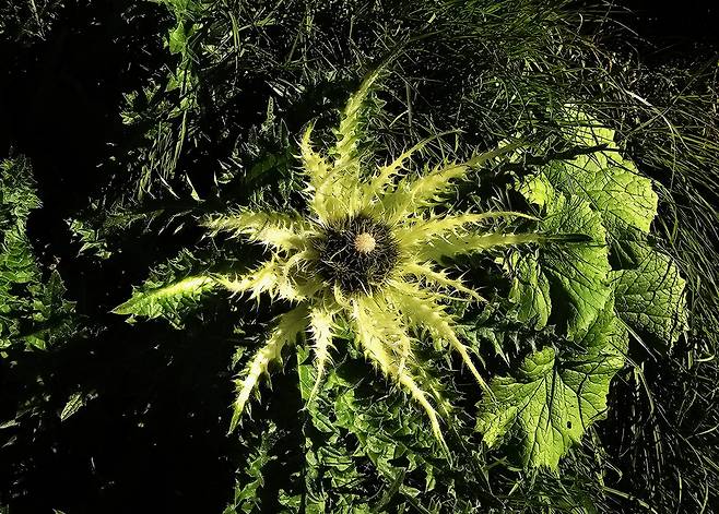 가시 엉겅퀴. /박병원