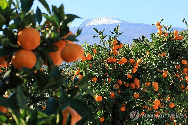 제주 감귤 [연합뉴스 자료사진]