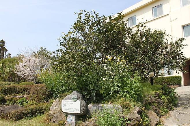 108년 역사의 온주밀감나무[연합뉴스 자료 사진]  사진은 2013년 당시 서귀포시 서홍동 한국순교복자성직수도회 '면형의 집'(김기량 펠릭스 베드로 수도원) 마당에 있었던 온주밀감나무다. 이 나무는 에밀 타케 신부가 1911년 일본에서 처음 들여온 온주밀감나무 14그루 중 마지막 한 그루로, 108년을 살다가 2019년 고사해 현재는 남아있지 않다. 고사목은 '홍로의 맥'이라고 이름 붙여져 성당 현관 천장에 전시돼 있다. 면형의집 앞에 있는 감귤나무는 고사목과 60년을 함께 지낸 나무로 후계목으로 이름 지어졌다.