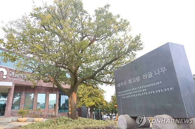 제주 최고령 하귤나무 [촬영 고성식]