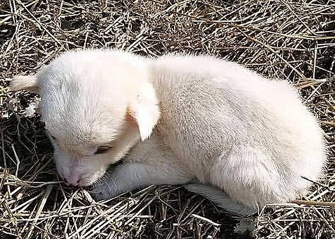 원래 있던 곳에 놓아준 알파카 모습. 텅쉰망(腾讯网)