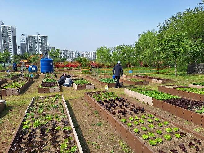 인천시 부평구 공영텃밭. <사진=부평구>