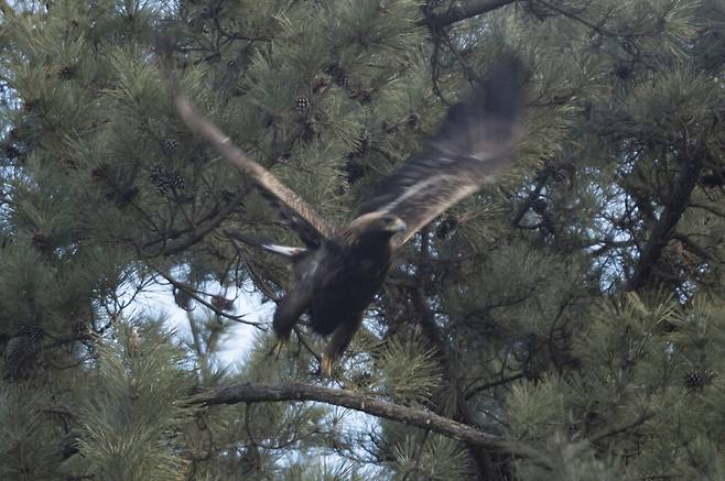 소나무 가지를 디딤돌 삼아 단번에 날아오르는 검독수리.