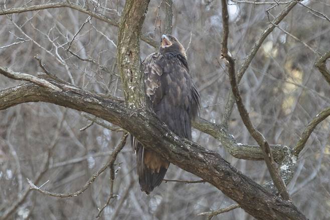 검독수리가 짧은 간격으로 반복해 울음소리를 낸다.