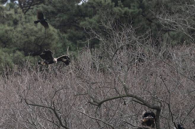 어미 곁으로 다가오는 검독수리 새끼.