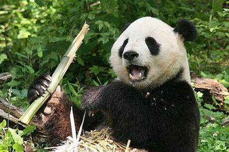 자이언트 판다가 대나무를 먹고 있다. 지난달 5일, 이재명 대통령과 시진핑 중국 국가주석과의 한중정상회담에서 '판다 대여'가 거론된 뒤, 유관기관에서 도입 절차에 속도를 내는 모양새다. 위키미디어 코먼스