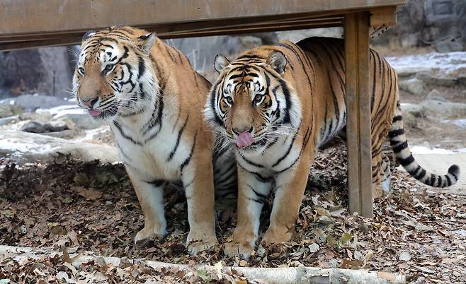 민족의 정령이자 수호신, 두려움의 대상으로 우리 민족과 함께한 호랑이는 대한민국의 상징 그 자체다.