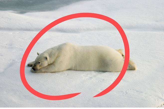 북극곰.[게티이미지뱅크]