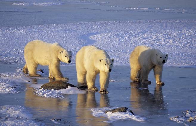 북극곰 무리가 녹은 해빙 위를 지나고 있다.[WWF 제공]