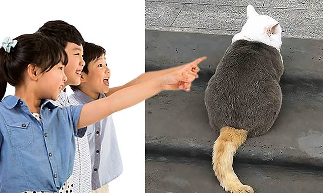 삼색 고양이를 손가락으로 가리키는 아이들(왼쪽)과 희귀 회색 삼색 고양이의 뒷모습. 게티이미지뱅크, 온라인&nbsp;커뮤니티