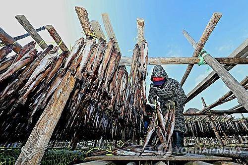 "한파야 반갑다" 인제 황태덕장 활기   (인제=연합뉴스) 한파가 몰아친 28일 오전 강원 인제군 용대리의 한 황태덕장에서 주민들이 명태를 덕장에 내거는 덕걸이 작업을 하고 있다. 2025.12.28 [인제군 제공.재판매 및 DB 금지]
    jlee@yna.co.kr
