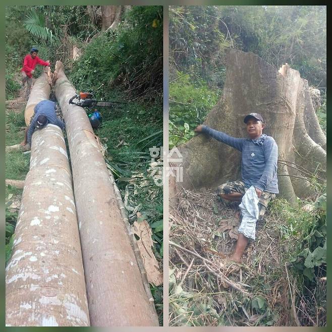 필리핀 민다나오(Mindanao)산악 지역 반군 지대에서 400년 이상 된 침향 나무가 발견됐다. 사진/ 필리핀 현지인