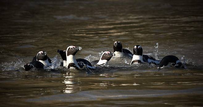 인간의 어업 활동과 기후위기로 먹이가 부족해져 아프리카 펭귄이 굶어 죽는 사례가 늘고 있다. (사진 SANCCOB)/뉴스펭귄