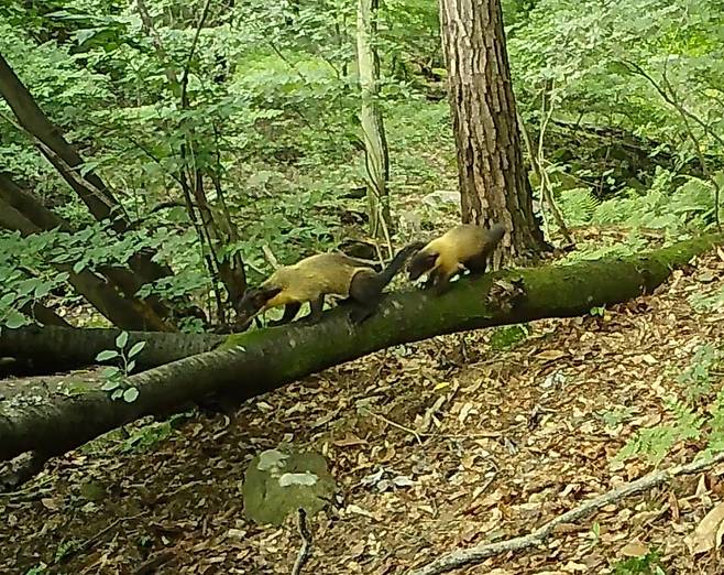 계룡산 먹뱅이골습지 담비.&nbsp;(사진 국립공원공단)/뉴스펭귄