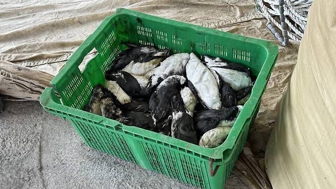 바다쇠오리 사체를 어민들이 상자에 따로 담아둔 모습. (사진 우다영 기자)/뉴스펭귄