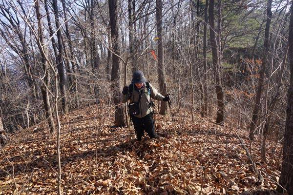 취재팀이 매봉 정상으로 향하는 능선에서 무릎까지 빠지는 낙엽을 뚫고 있다.