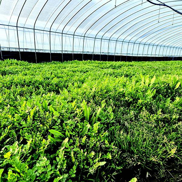 비닐하우스에서 수확을 기다리는 미나리.