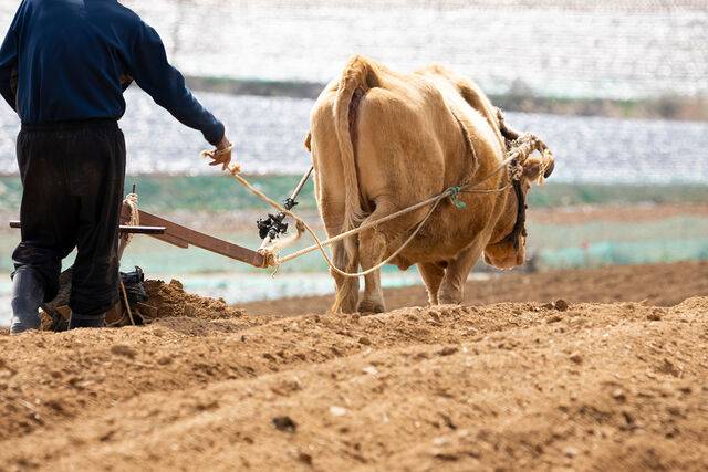 조상들은 흙이나 나무로 만든 소를 만들어 풍년을 기원했다. 사진은 기사의 특정 사실과 관련 없음. 클립아트코리아