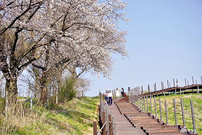 봄 서산한우목장길