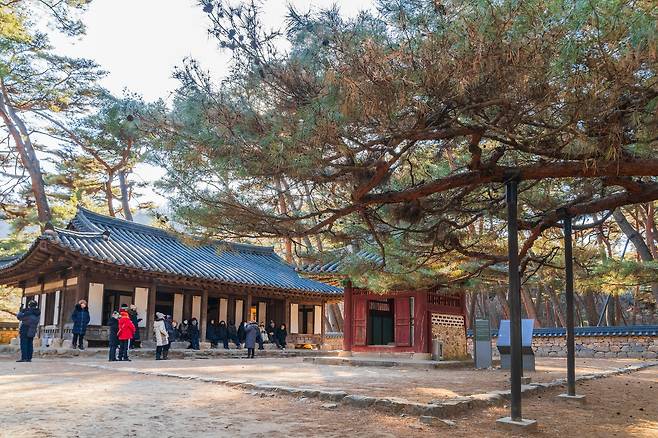 일명 '엄흥도 소나무'가 본채와 단묘유지비를 향해 절을 하듯 누워 있다. 백종현 기자