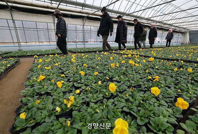 5일 경기 안양시 동안구 비산3동 꽃양묘장 비닐하우스 안에서 시민들이 맨발로 흙길을 걷고 있다.