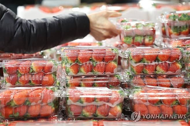 겨울 제철 과일인 딸기와 감귤이 기후 변화와 수급 불안 영향으로 가격 상승세를 보인 지난 4일 서울의 한 대형마트에 딸기가 진열되어 있다. [연합뉴스]