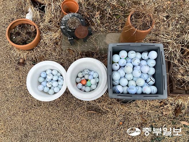 용인의 한 골프장 인근 식당 직원이 6개월간 모아둔 골프공 사진. 천민형기자
