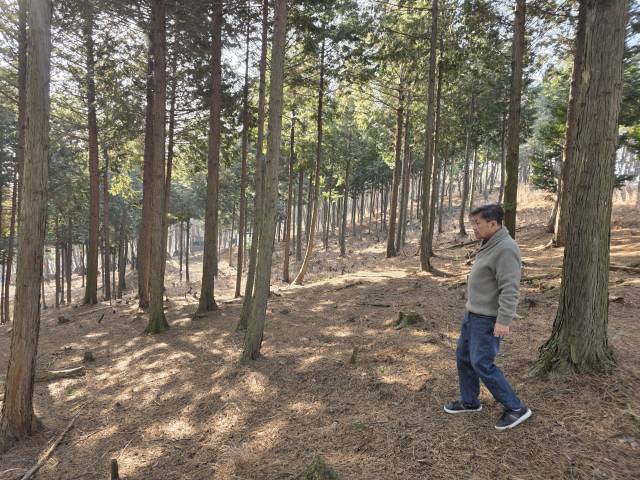 사천편백림 박상호 대표가 편백숲을 둘러보며 나무의 건강 상태를 체크하고 있다. 골프채를 놓은 이후 매일 숲을 둘러보는 건 그의 일과가 됐다.