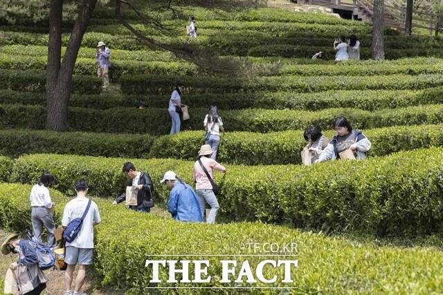보성다향축제가 개최되고 있다. /보성군