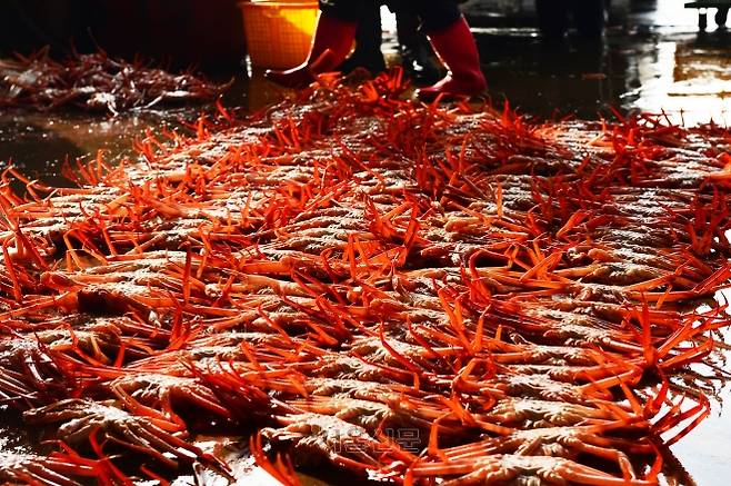 이른 아침 후포 위판장의 대게 경매 장면.