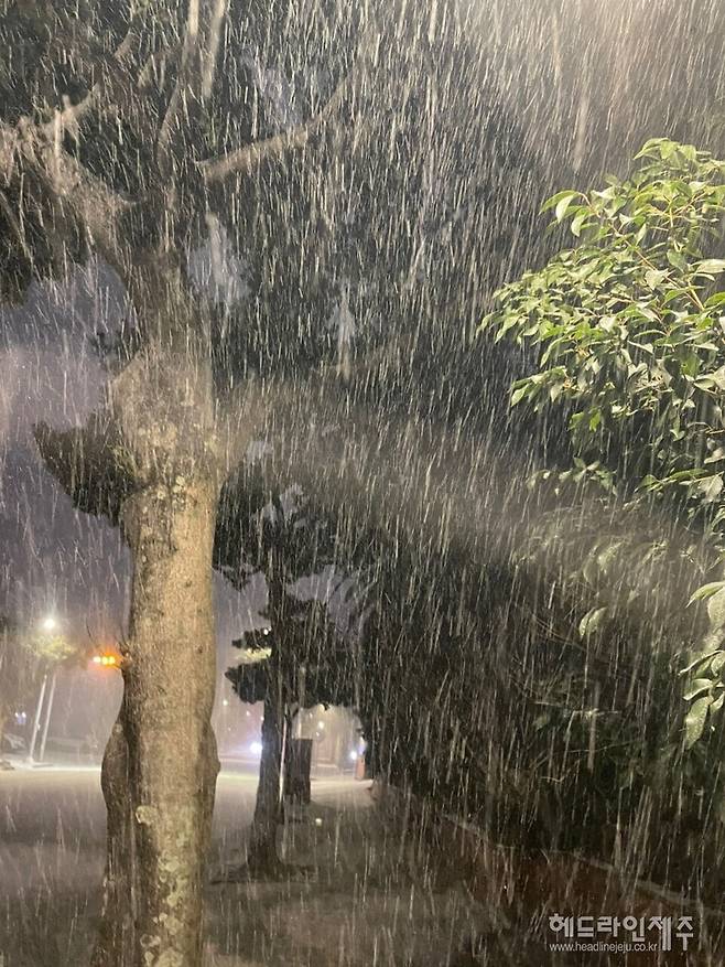 많은 눈이 내리고 있는 제주시내 거리. ⓒ헤드라인제주