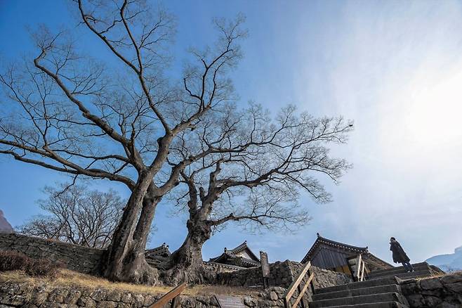유네스코 세계문화유산인 전남 해남 ‘대흥사’는 대가람으로 볼거리가 풍부하다. 뿌리가 연결된 연리근도 그중 하나다. 한자리에서 800번이 넘는 겨울을 견뎌낸 나목이 깊은 울림을 준다. /양수열 영상미디어 기자
