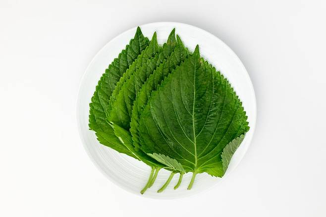 깻잎은 5도 이하의 온도에서 저온장해를 입어 검게 변하기 때문에 냉장고 문 쪽에 보관하는 것이 가장 적절하다. 사진=게티이미지뱅크.