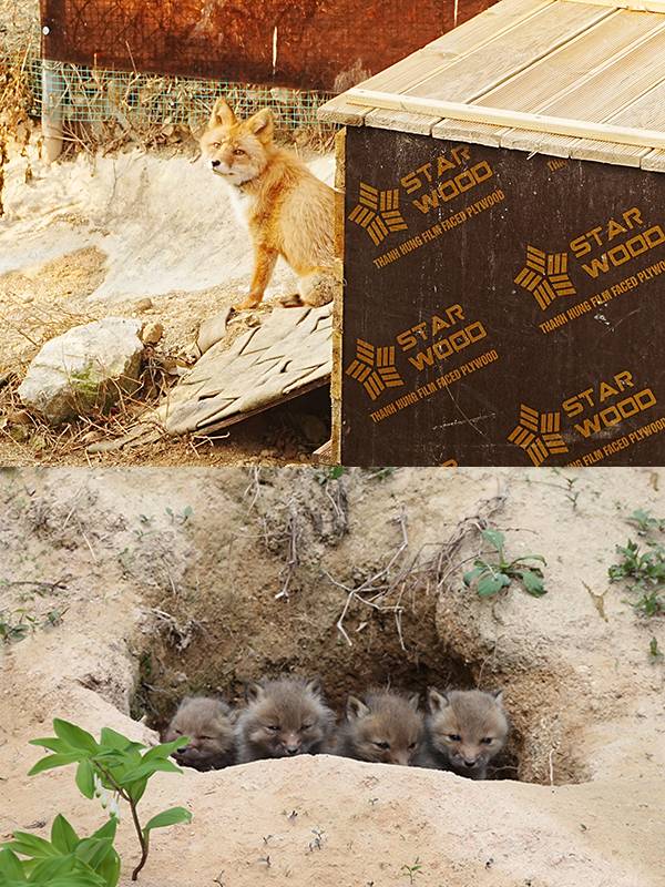 (위쪽부터) 2025년 11월 26일 국립공원공단 국립공원야생생물보전원 중부보전센터에서 과학동아 취재진이 만난 여우, 새끼 여우들이 굴 속에 들어가 있다. 여우는 보통 &nbsp;한 번에 4~6마리의 새끼를 낳는다. 과학동아 제공