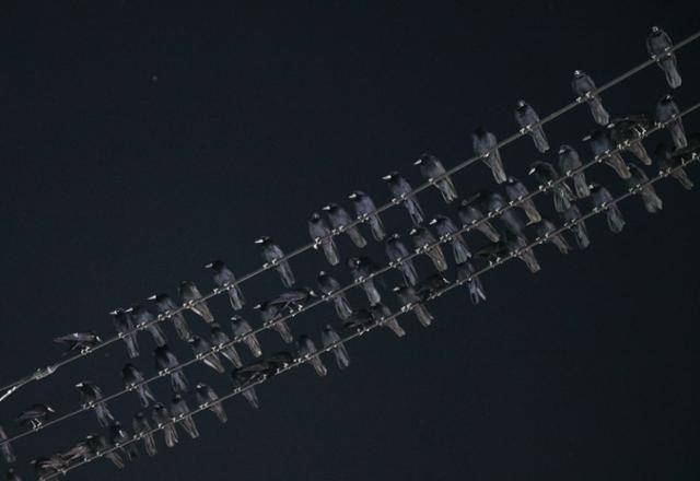 28일 김해 부원동에 떼까마귀들이 줄 지어 앉아있다. 김해=최주연 기자