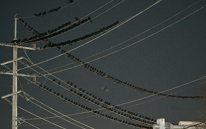 28일 김해 부원동에 떼까마귀들이 줄 지어 앉아있다. 김해=최주연 기자