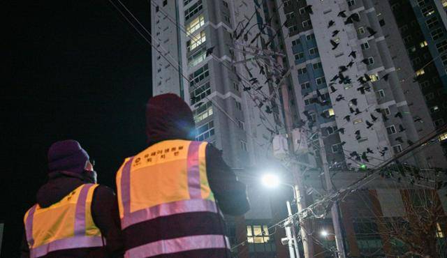 28일 경남 김해 부원동에서 김해시청에서 운영 중인 조류퇴치 요원들이 민원 지역을 방문해 떼까마귀를 쫓고 있다. 김해=최주연 기자