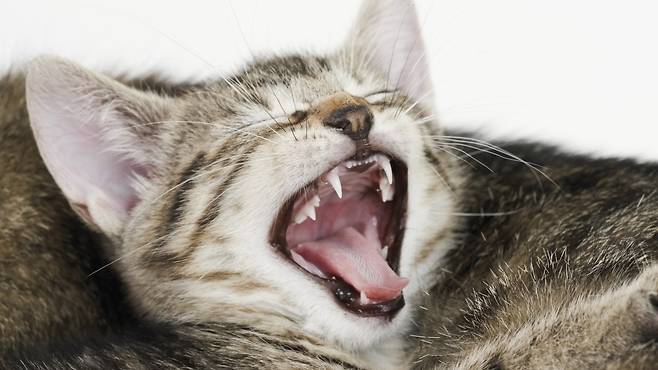 아무리 쉬어도 피곤하고 연신 하품만 계속될 때, 부신기능저하증을 의심해 볼 수 있다|출처: 클립아트코리아