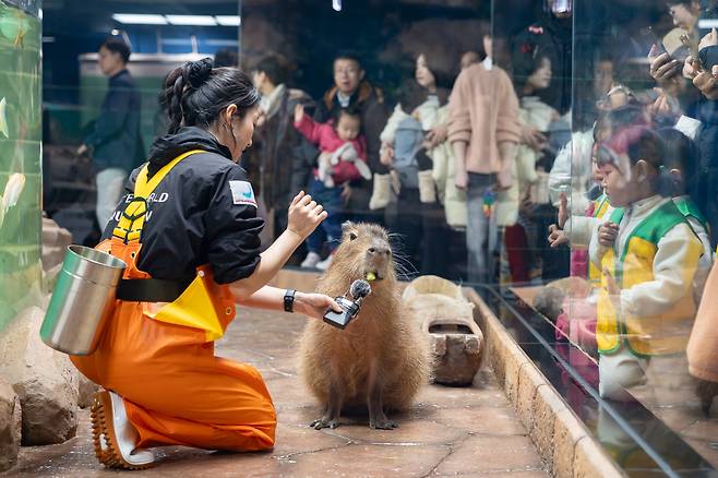 ◇롯데월드 아쿠아리움 신규 생태설명회 카피바라의 오물오물 먹방 시간