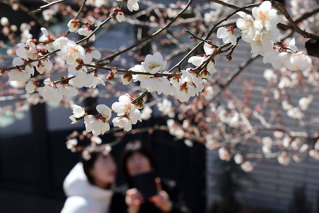 8일 부산 수영구의 한 주택가에서 시민들이 꽃망울 터트린 '봄의 전령' 매화를 구경하고 있다. 뉴시스
