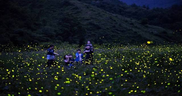 ▲ 늦반딧불이. 사진/전북 무주군청