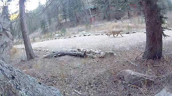 2026년 1월 1일 새벽에 미국 콜로라도주 사망 사고 지점 인근 민가의 방범용 카메라에 포착된 퓨마 모습. 사진 에드워드 세틀.