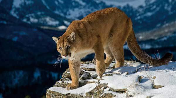 퓨마. 사진 게티이미지.