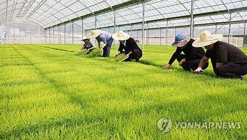 모내기 준비를 하는 농민들 [연합뉴스 자료사진]