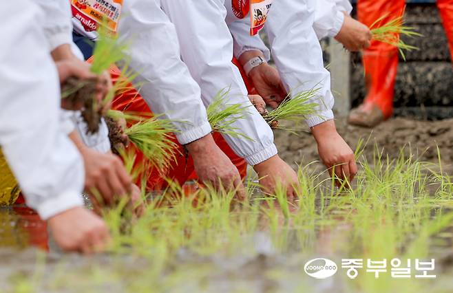 10일 오후 이천시 호법면 안평리 비닐하우스 논에서 열린 '임금님표 이천쌀 첫 모내기 행사'에서 김경희 이천시장, 송석준 국회의원, 엄범식 농협중앙회 경기본부장 및 참석자들이 올해 첫 모내기를 하고 있다. 김경민기자
