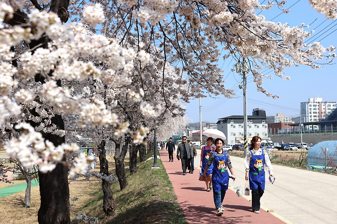 ▲ 경북 의성군 의성읍 남대천 둔치 벚꽃길에서 봄철 만개한 벚꽃 아래 주민과 방문객들이 보행로를 따라 일상 산책을 하고 있다. 의성군