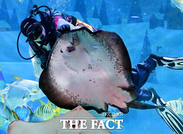 아쿠아리스트가 '가오리 생태 설명회' 일환으로 가오리 먹이주기를 선보이고 있다.